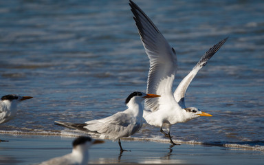 Möwe landet