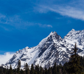 Fototapeta na wymiar Snowy peaks against the blue sky. Dark forest in the foreground.