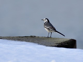 The white wagtail (Motacilla alba) on river enbankment in winter