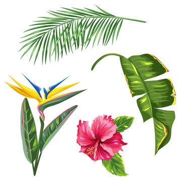 Tropical leaves and flowers set. Palms branches, bird of paradise flower, hibiscus