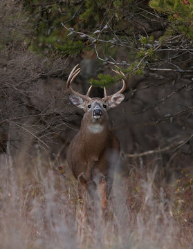 Fototapeta White-tailed deer buck sniffing the air in autumn rut in Ottawa, Canada
