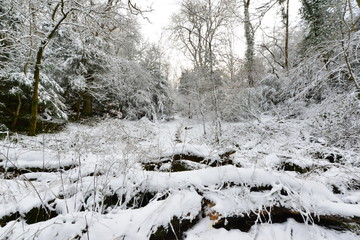 Woodland in England after a snowfall,