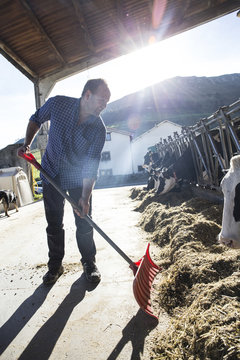 Farmer using a shovel to bring food closer to the cows on a farm
