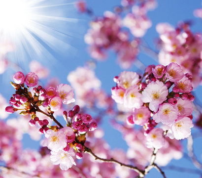 Frühling, Mandelblüte, Kirschblüte, Sonnenstrahlen, Textraum, Copy space