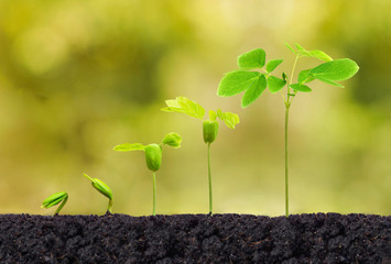 Plants seedling in germination sequence on fertile soil with natural green background