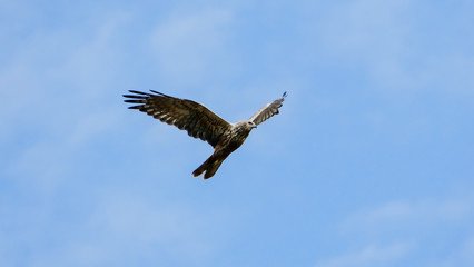 Black kite (Milvus migrans) flying on sky.