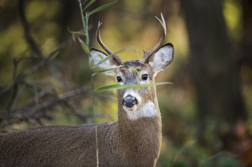 Deer Behind a Leaf