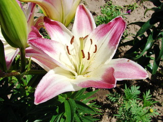 Obraz premium Blooming lilies