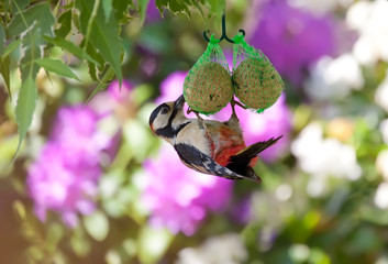 great spotted woodpecker