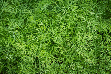 bunch of dill for background use
