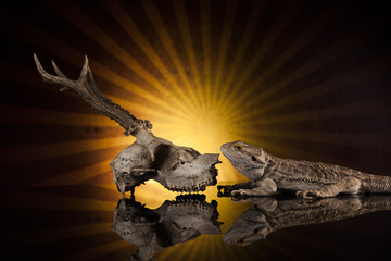 Dragon lizard with antlers