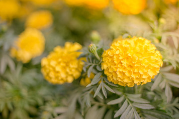 Yellow flower, Close up of Marigold