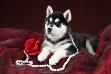 Cute Puppy Siberian Husky with beads and rose