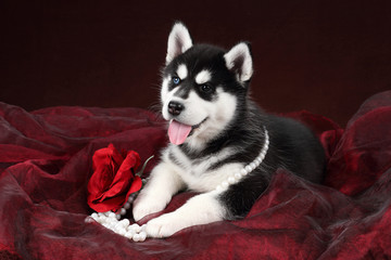 Cute Puppy Siberian Husky with beads and rose