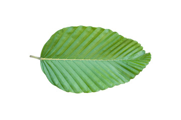 Dipterocarpus tuberculatus Roxb leaf isolated.