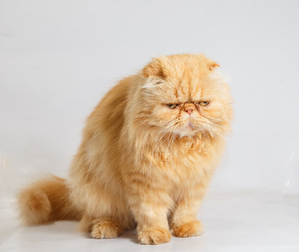 Ginger and white persian cat 2025