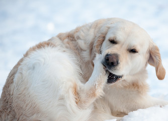 dog cleaning out the snow from paws