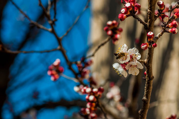 Abricotier en fleurs et abeille butineuse.