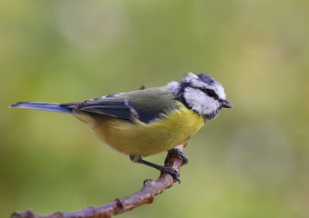 Eurasian blue tit on a branch