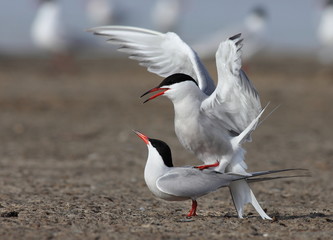 Common tern