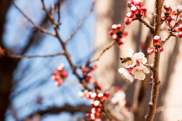 Abricotier en fleurs et abeille butineuse.