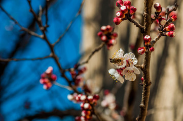 Abricotier en fleurs et abeille butineuse.