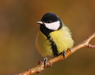 Great tit