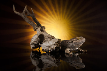 Dragon lizard with antlers