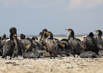 A flock of cormorants on the lake