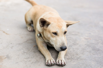 sleeping dog on cement floor