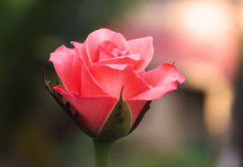 Fototapeta premium Rose with love