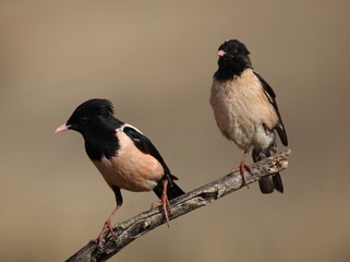 Rosy starling