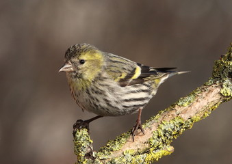 Eurasian siskin