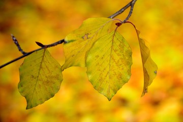 Detail of yellow leaves in autumn