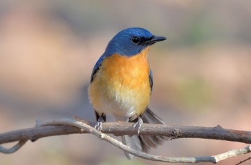 Tickells Blue Flycatcher