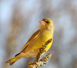 greenfinch