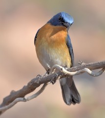 Tickells Blue Flycatcher