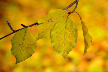 Detail of yellow leaves in autumn