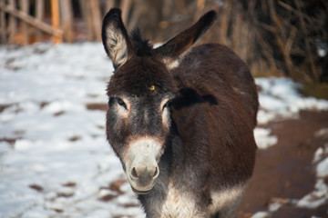 Donkey looking at the camera. Beast of burden