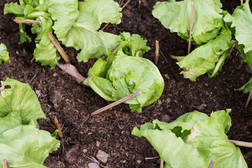 Lettuce seedlings in a field in asia