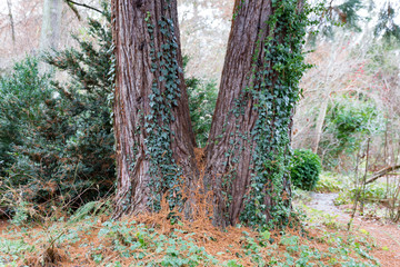 intergrown old pines with ivy