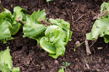 Lettuce seedlings in a field in asia