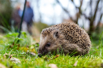 hedgehog in late autumn