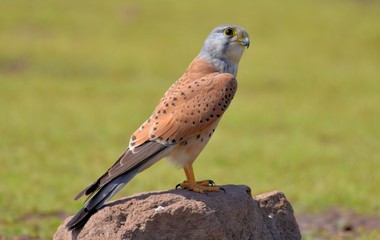 Common Kestrel