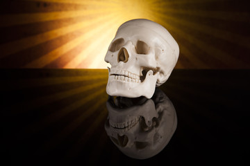 Human skull isolated