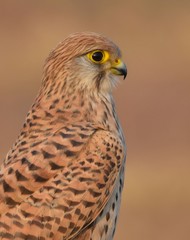 Common Kestrel