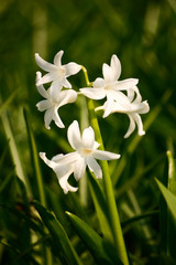 Obraz premium Beautiful white flowers in natural habitat