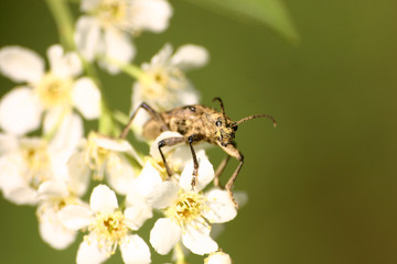 Beautiful white flowers in natural habitat