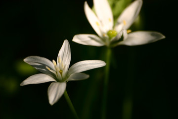 Beautiful white flowers in natural habitat