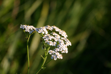 Beautiful white flowers in natural habitat